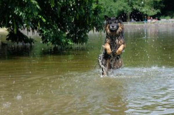 Senior Bruno sucht liebevolles Zuhause