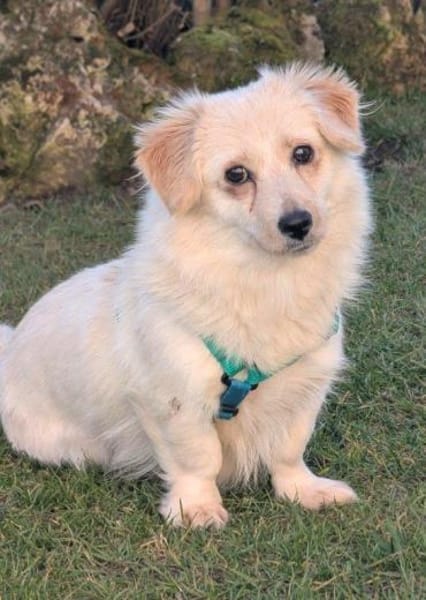 sehr kleine, goldige Rubi auf PS 92278