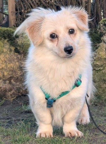 sehr kleine, goldige Rubi auf PS 92278