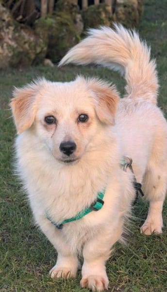 sehr kleine, goldige Rubi auf PS 92278