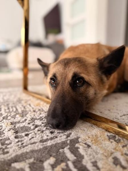 Gibst du Rose ein Zuhause?