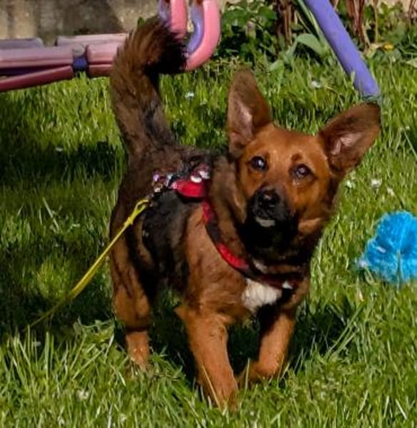 kleine süße Aurea auf PS in 91207