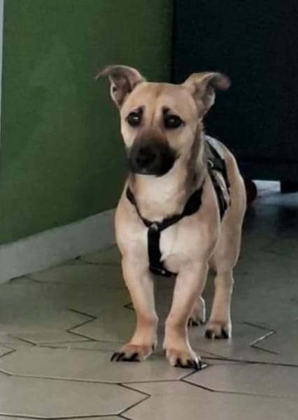 Ricco sucht Tierschutzhunde-Menschen