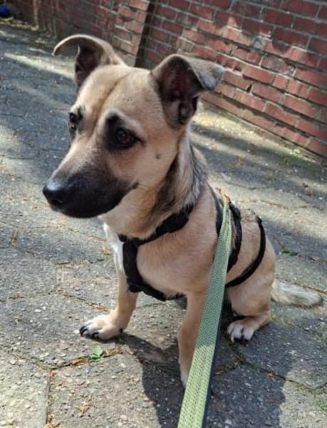 Ricco sucht Tierschutzhunde-Menschen