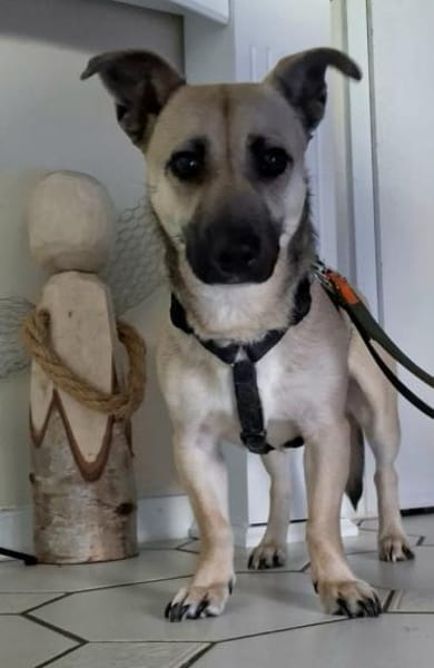 Ricco sucht Tierschutzhunde-Menschen