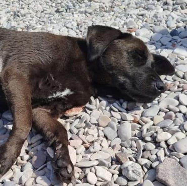 NERINA MUSS IHR ZUHAUSE VERLASSEN