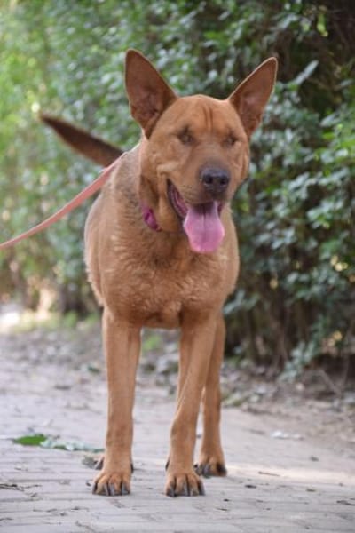 Solo - liebe, nette, blinde Hündin