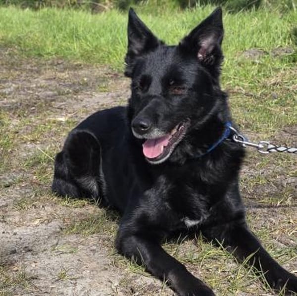 Abby - Notfellchen sucht Familie