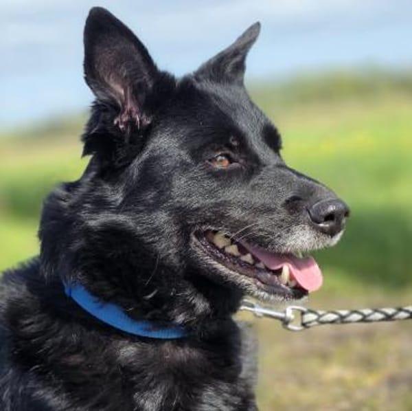 Abby - Notfellchen sucht Familie