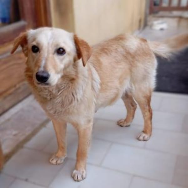 Felice -eine stille und ganz feine Seele