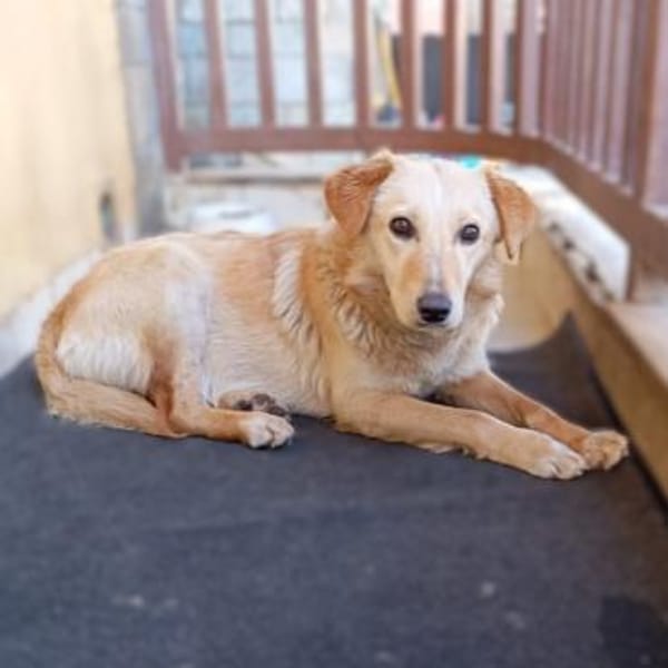 Felice -eine stille und ganz feine Seele