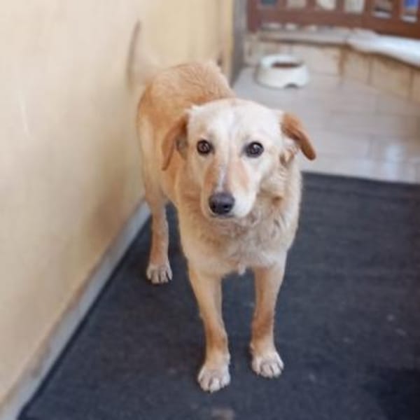 Felice -eine stille und ganz feine Seele