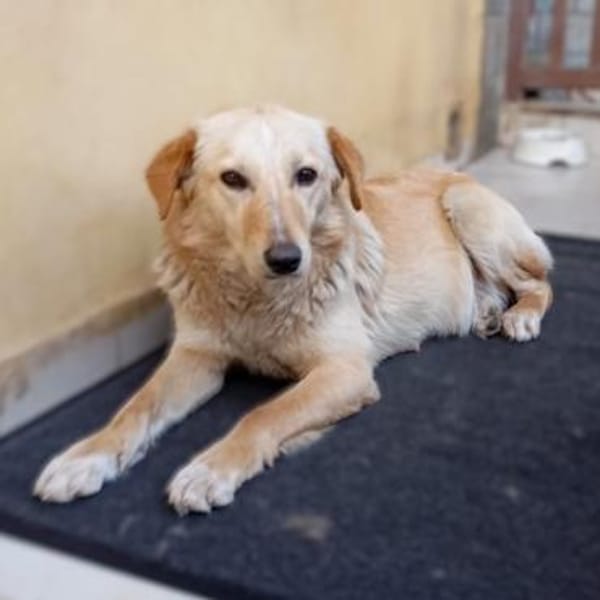 Felice -eine stille und ganz feine Seele