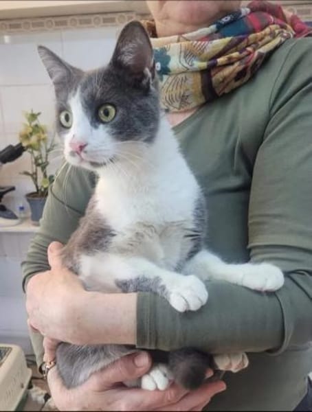 Mark Sanfter Kater sucht tolle Familie