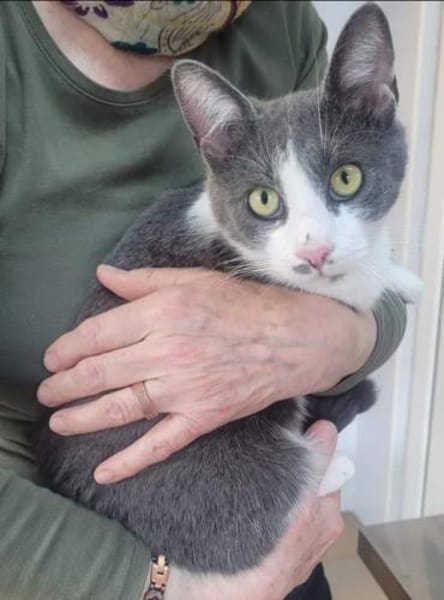 Mark Sanfter Kater sucht tolle Familie