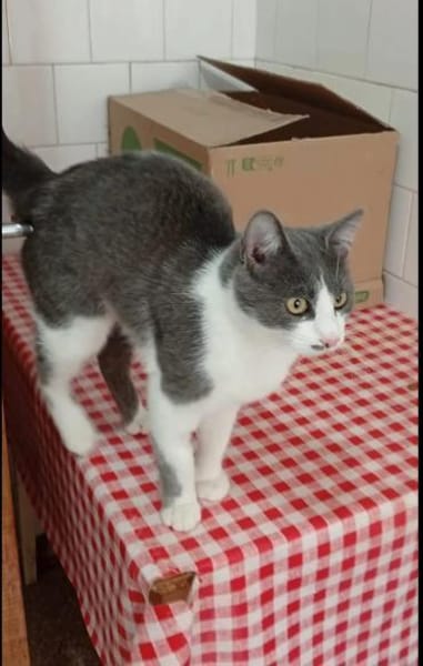 Mark Sanfter Kater sucht tolle Familie