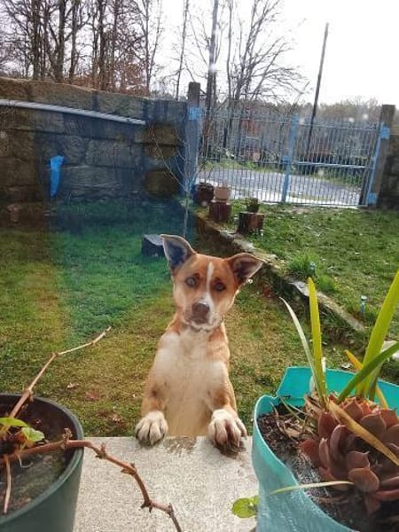 Trufito,unsere liebe Feldermaus