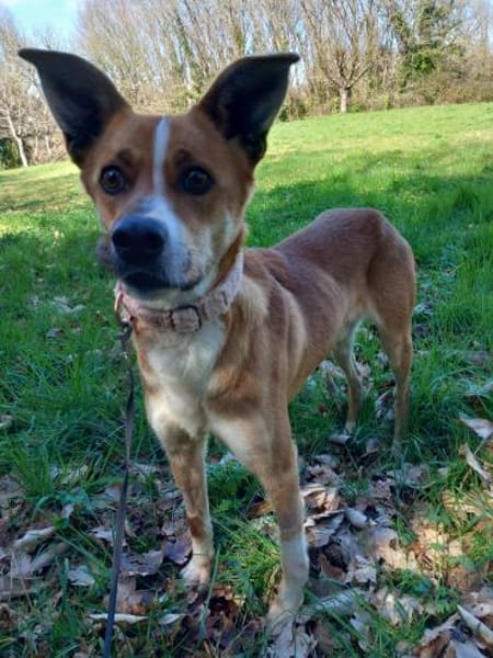 Trufito,unsere liebe Feldermaus