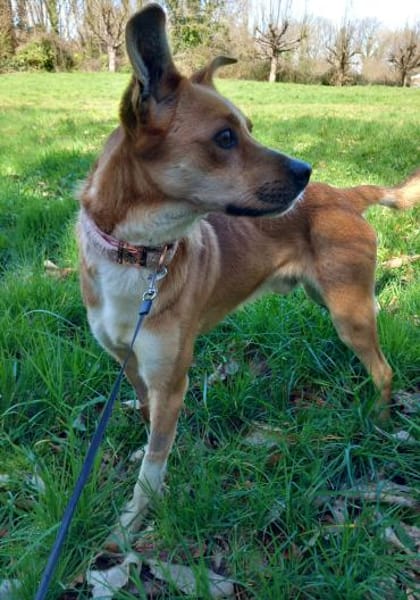 Trufito,unsere liebe Feldermaus