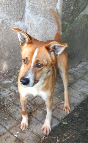 Trufito,unsere liebe Feldermaus