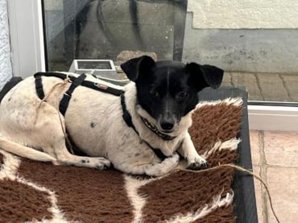 Kelly, reizende Hundedame aus Asbach