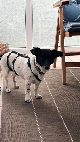 Kelly, reizende Hundedame aus Asbach