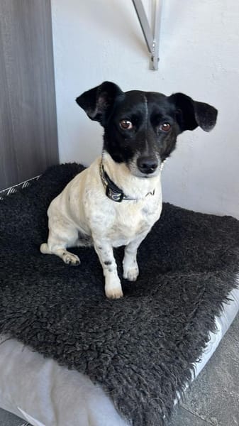 Kelly, reizende Hundedame aus Asbach