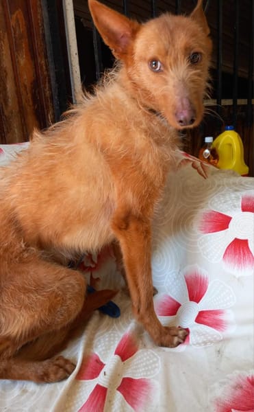 Tom(Tano ) möchte glücklich werden