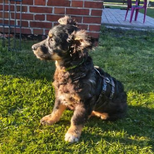 Cezar - Welpe sucht erfahrene Menschen