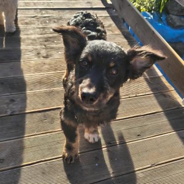 Cezar - Welpe sucht erfahrene Menschen