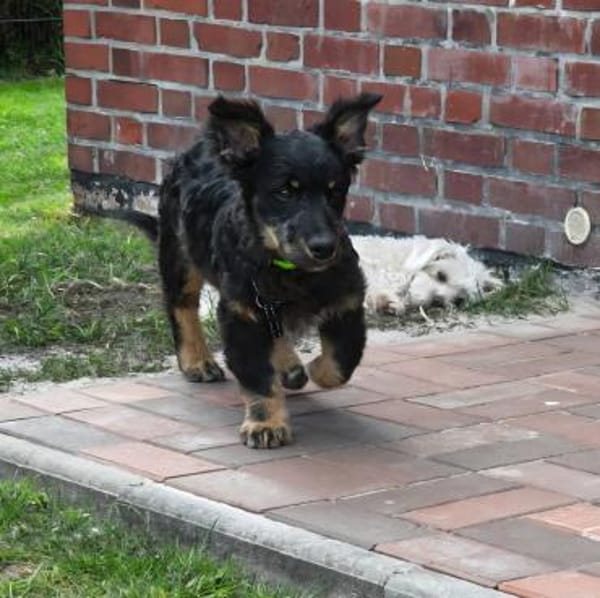 Cezar - Welpe sucht erfahrene Menschen
