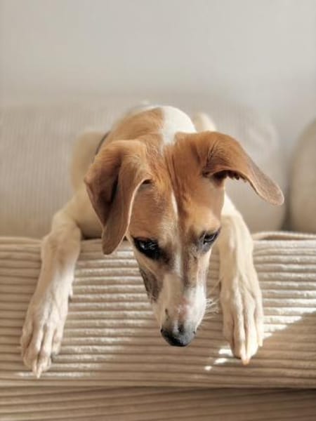 Siggi, zarter Windhund, ca. 8 Monate