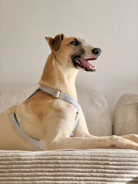 Siggi, zarter Windhund, ca. 8 Monate