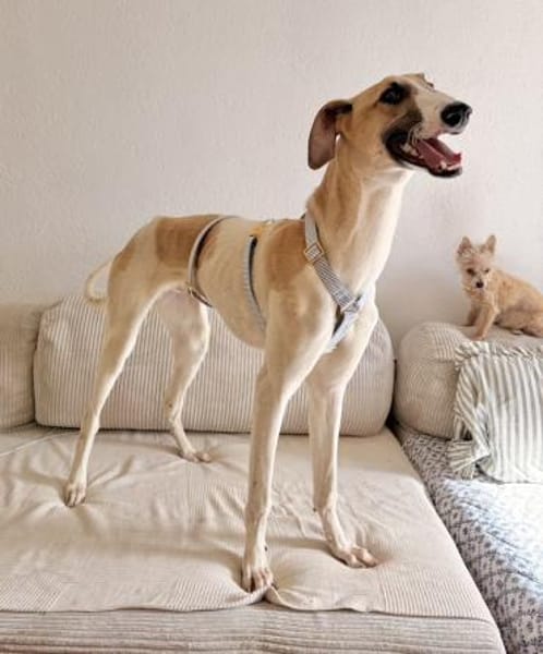 Siggi, zarter Windhund, ca. 8 Monate