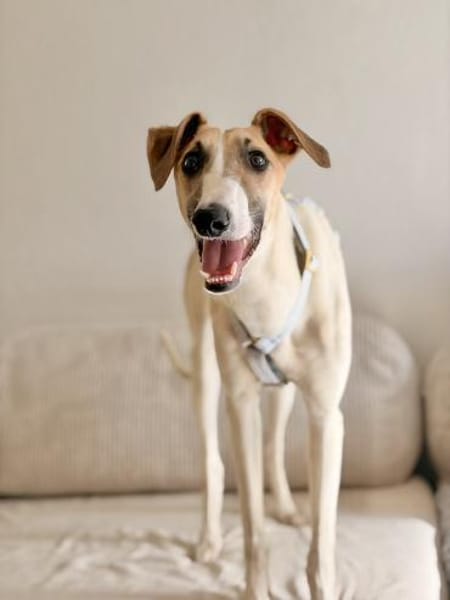 Siggi, zarter Windhund, ca. 8 Monate