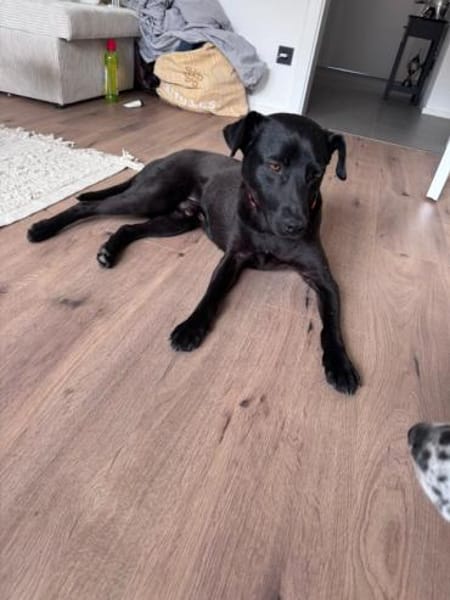 Mr. Néró, schwarzer Schönling, ca. 5 J.