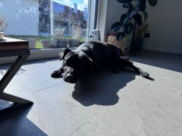 Mr. Néró, schwarzer Schönling, ca. 5 J.