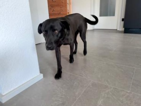 Mr. Néró, schwarzer Schönling, ca. 5 J.