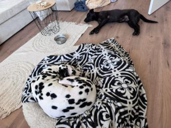 Mr. Néró, schwarzer Schönling, ca. 5 J.