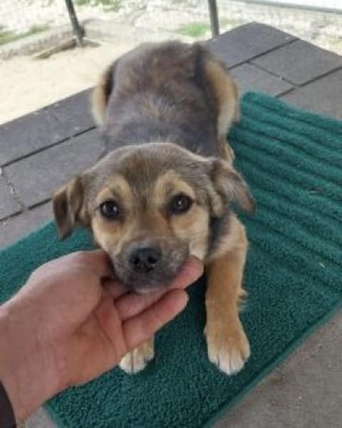 Bounty 28 cm (Pflegestelle)