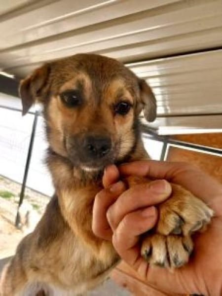 Bounty 28 cm (Pflegestelle)