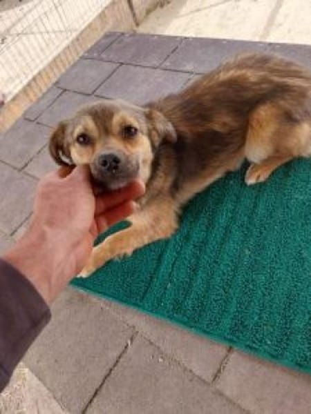 Bounty 28 cm (Pflegestelle)