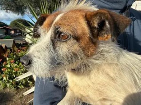 NINO - ab Mai auf PS in Duisburg