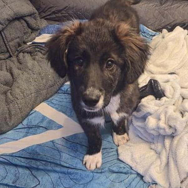 Merle - neugieriges Kuschelmonster