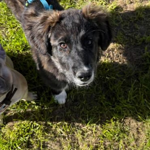 Merle - neugieriges Kuschelmonster