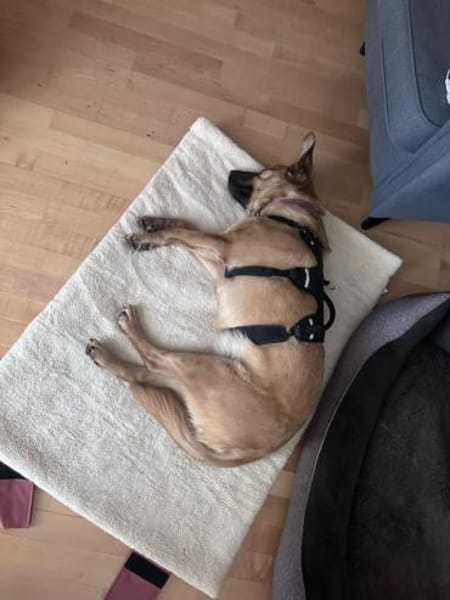 Nusi, verschmustes Energiebündel,  4 J.