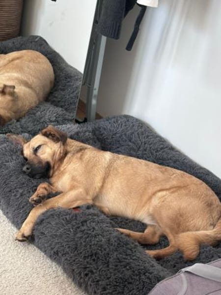 Nusi, verschmustes Energiebündel,  4 J.