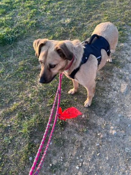 Nusi, verschmustes Energiebündel,  4 J.