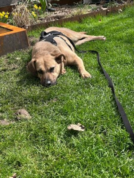 Nusi, verschmustes Energiebündel,  4 J.