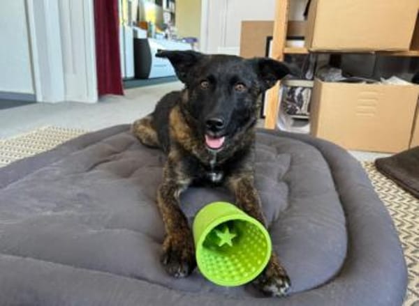 Sissi, stubenreine Hündin, ca. 2 Jahre